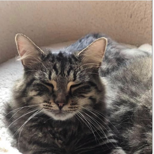 Still #missing #Benji from #AldermastonWharf area, RG7 area of #WestBerkshire11/20. He is a long-haired #tabby (no white), neutered & chipped. No collar. Any information, however small, please call his owner on 07840 068 653. #CaturdayEve #cats #catsoftwitter #lostcat