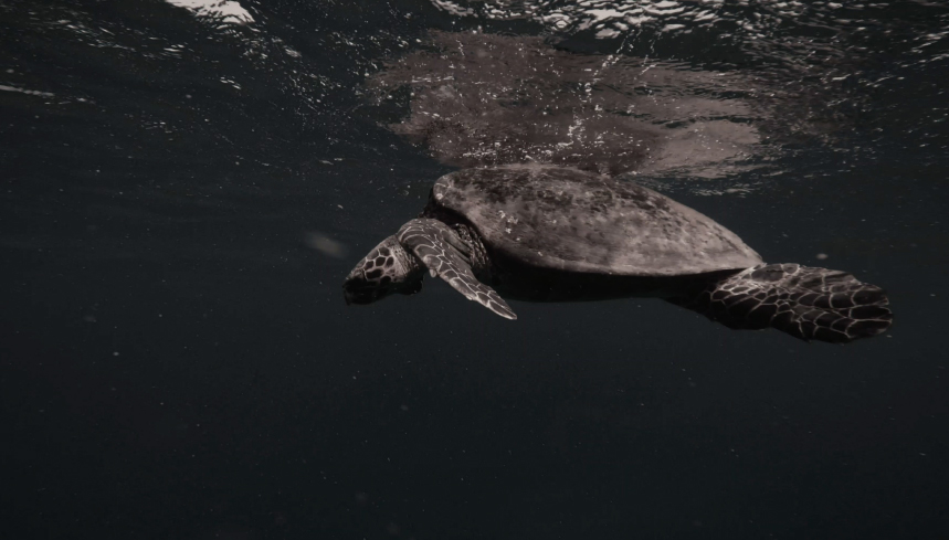 Protect What You Love - mailchi.mp/9ce2dcdf11d0/p…
#Maui #Hawaii #Protect #ProtectWhatYouLove