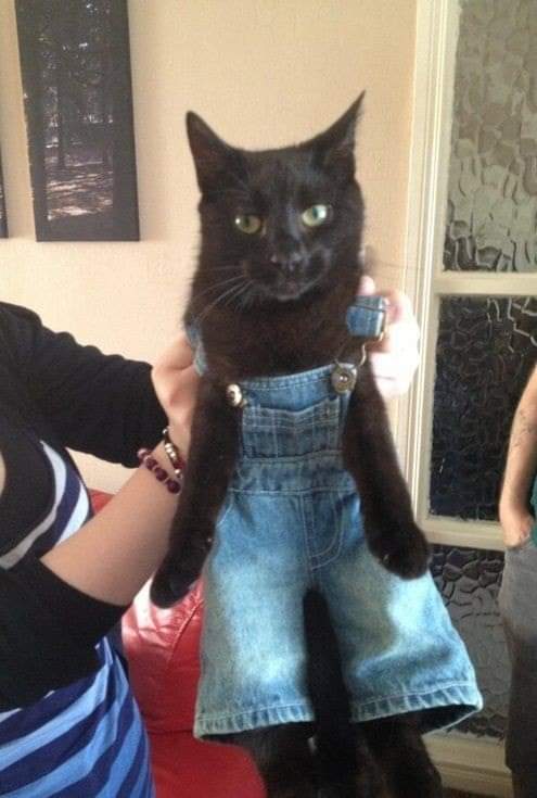 gatitos_qctd's tweet photo. Mi madre me dió la vida, pero los michis con overoles me dieron las ganas de vivirla https://t.co/n9hoylHqGj