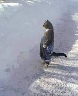 gatitos_qctd's tweet photo. Mi madre me dió la vida, pero los michis con overoles me dieron las ganas de vivirla https://t.co/n9hoylHqGj