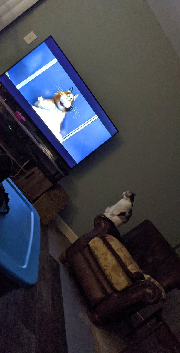squidnei18's tweet photo. Cats watching cats https://t.co/tnDHHa12dK