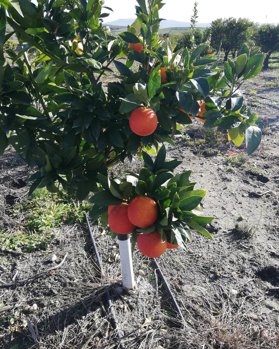 ArSicula's tweet photo. Disponibili nel nostro store on line le arance rosse varietà Moro.
Per ordini https://t.co/u0WzXjXkVk
🍊🍊🍊🍊🍊🍊🍊🍊🍊
#arance #arancedisicilia #sicilia #italia #arsicula https://t.co/HZfFR3pJ4S