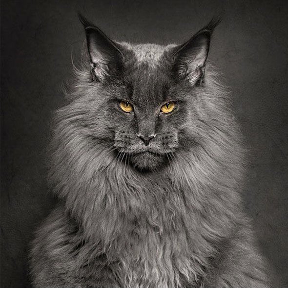 Tikai jautājums! Kura kaķēnu audzētava Latvijā piedāvā #mainecoon skaistuļus!? Varbūt kāds kontakts ☎️😉❤️