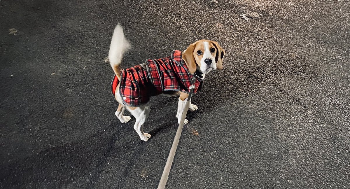 I’m pawsome!

#beagle #dogsoftwitter