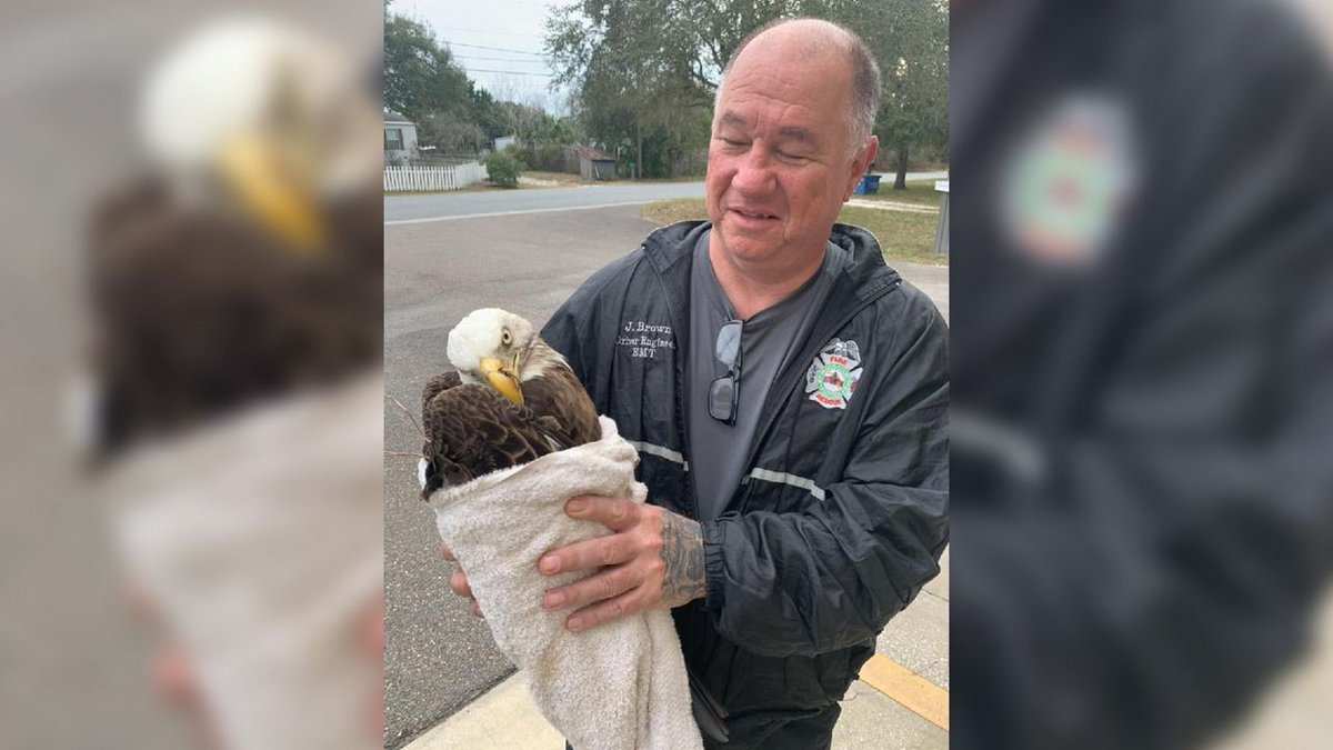 SeeTheHelpers's tweet photo. “Pasco County Fire­fighters Help Rescue an Injured Bald Eagle” #helpers https://t.co/N4Im2B6ZWM https://t.co/3vJetFktvC