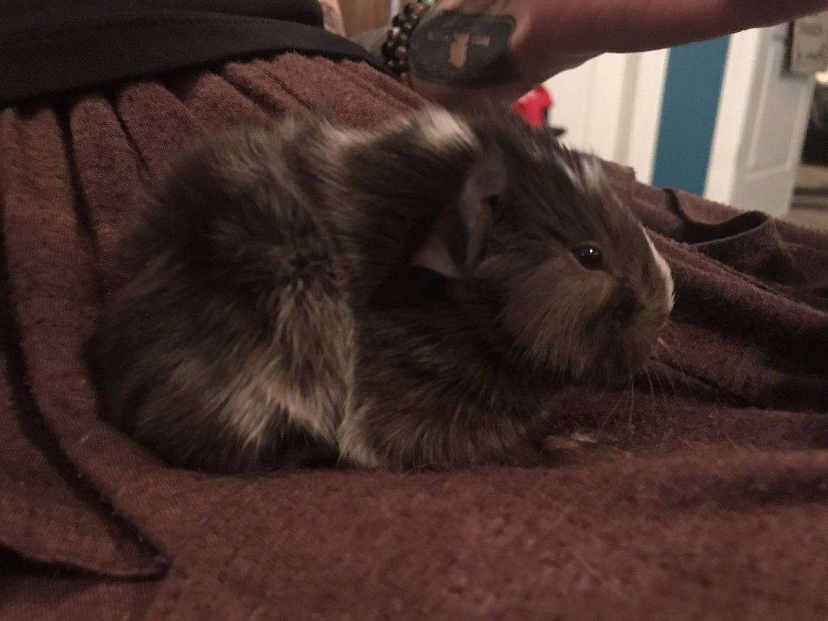 catbrodude's tweet photo. Baby guinea pig baby guinea pig https://t.co/DT8usC1LVI