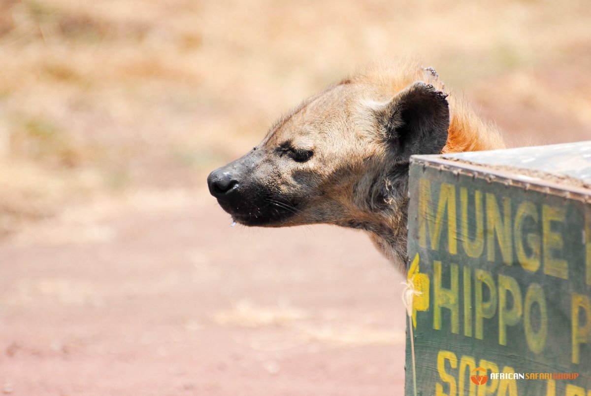 African Safari Group tweet media