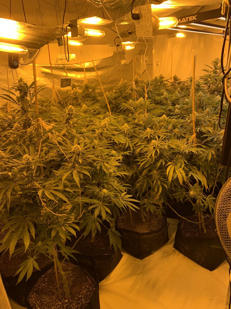 Today we had 4 special constables assist <a href="/CorbyPolice/">Corby NPT</a> with a misuse of drugs act warrant where we found a cannabis grow and one person inside that was subsequently arrested #999 #bigredkey #protectingpeople
