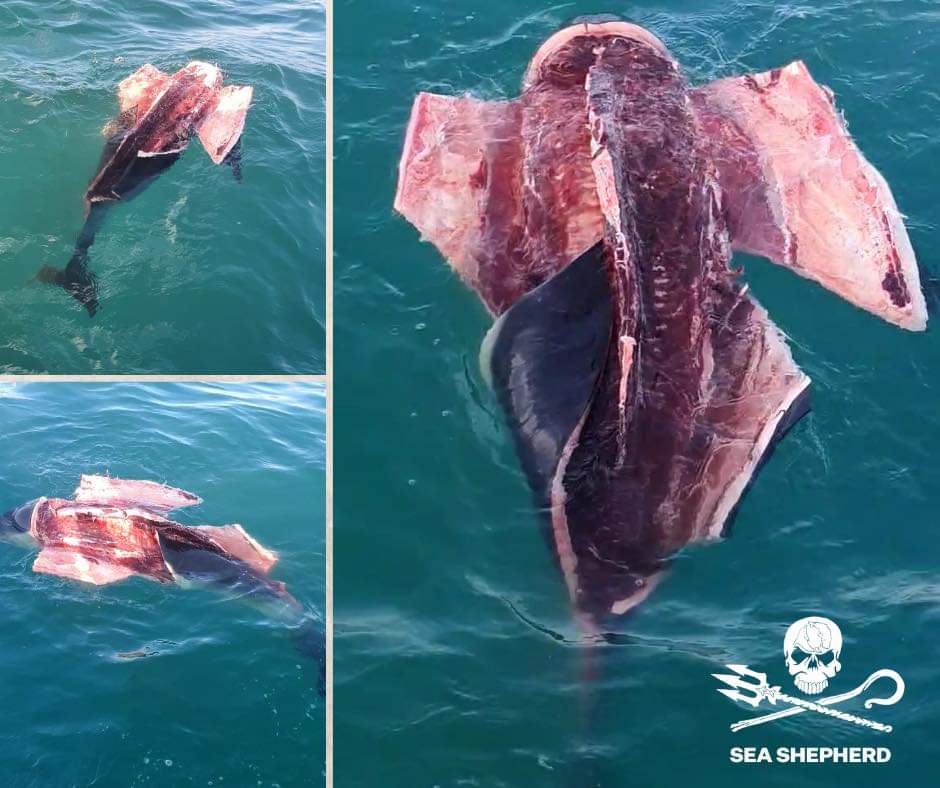 SeaShepherdFran's tweet photo. En France, en 2021, on mange encore des dauphins!
 
Les photos de ce dauphin dépecé pour être mangé ont été prises aujourd’hui au large de l’île d’Yeu. 
 
Pendant que le Ministère de la Mer tente de nous rassurer avec un déploiement de répulsifs acoustiques sur les chalutiers 1/3 https://t.co/uzC9kUAVa4