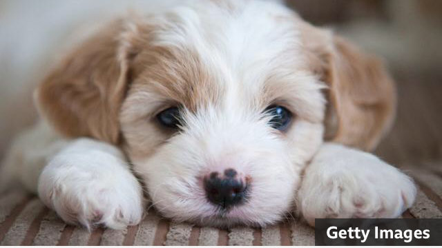 Animal_Watch's tweet image. Calls about unwanted pets rise by more than 130%
bbc.co.uk/news/uk-scotla… @BBCNews #AdoptDontShop  #FosterFirst #pets