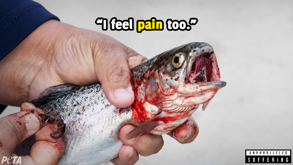 Fish Feel Pain. Now What?
