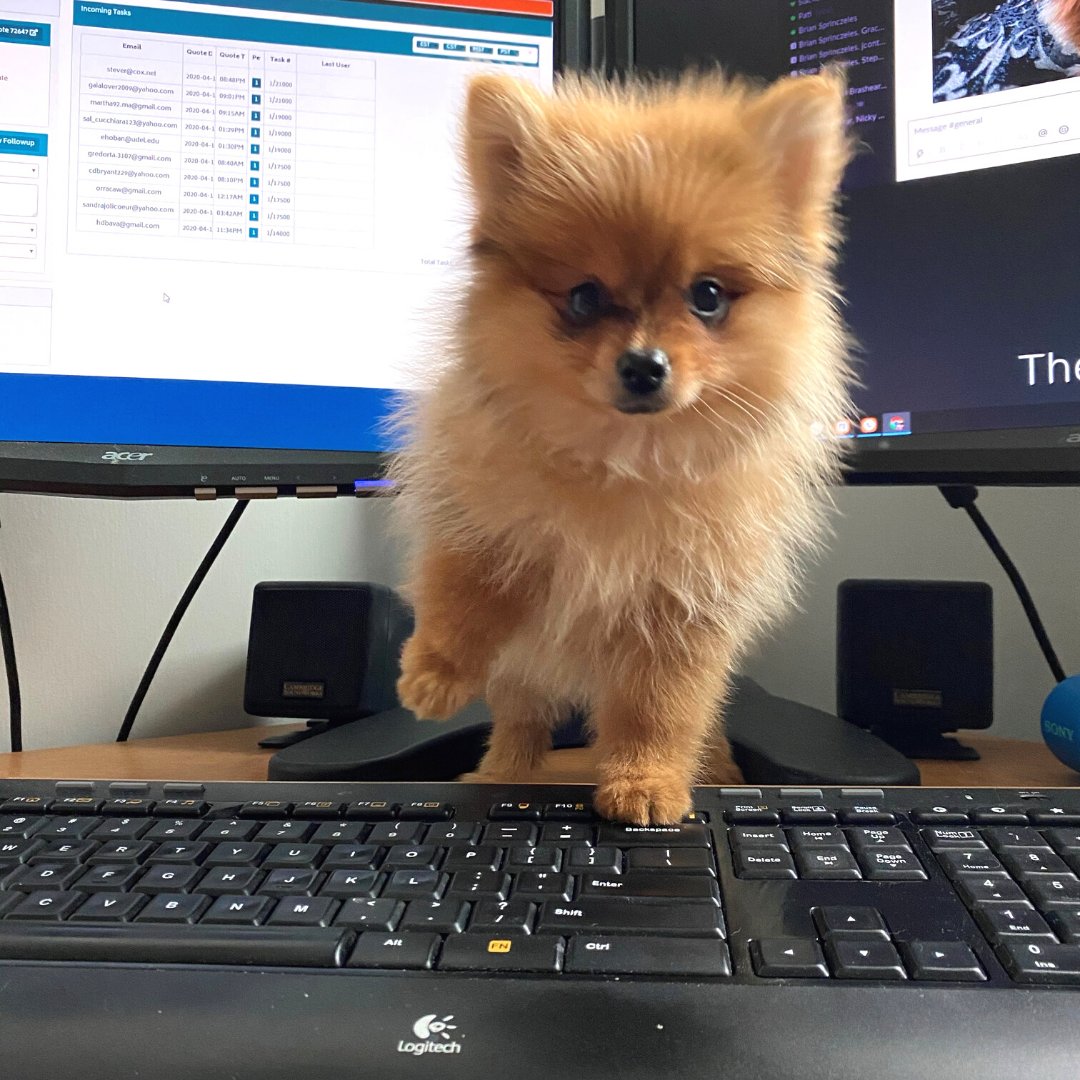 Luna demands you stop working early and pet her immediately! We all know who really make the rules around the home office - feisty puppies.

Enroll your furbaby in #petinsurance and get coverage for unexpected, costly vet visits. bit.ly/prudent-pet-do…