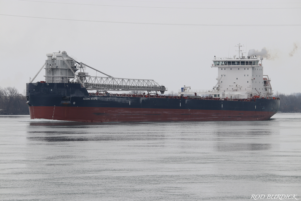 RodBurdick's tweet photo. Algoma's newest - December 17, 2020
#algomaintrepid #algoma #algomacentralmarine #algomacentral #stclairriver #greatlakesshipping #equinoxclass #selfunloader https://t.co/Y2y2dangPs