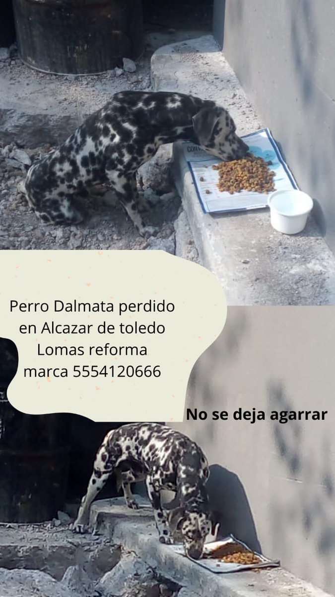 MHDMAS_'s tweet photo. Vecinas y vecinos pedimos de su colaboración para localizar a las o los tutores responsables de este dalmata localizado en la Colonia #LomasDeReforma
#MHSustentable
#MHelCorazónDeLaCapital https://t.co/BcvtKcG3Rw