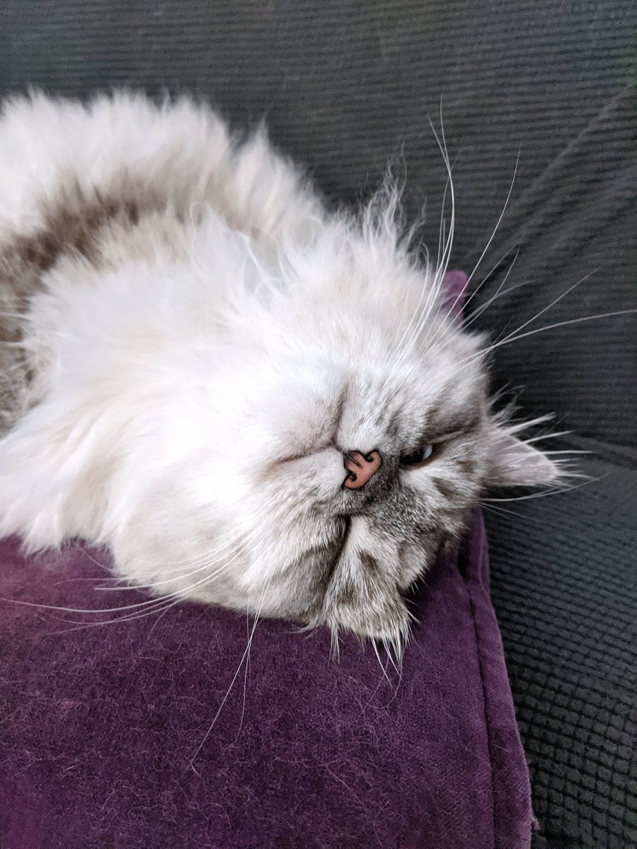 KukusDiary's tweet photo. A squishy face to brighten up your day😍 #CatsOfTwitter #cats #catsofinstagram #goodmorning #fridaymorning #caturday #weekendvibes #FridayMotivation #FridayFunDay #cutenessOVERLOAD https://t.co/oarkCfrsGy