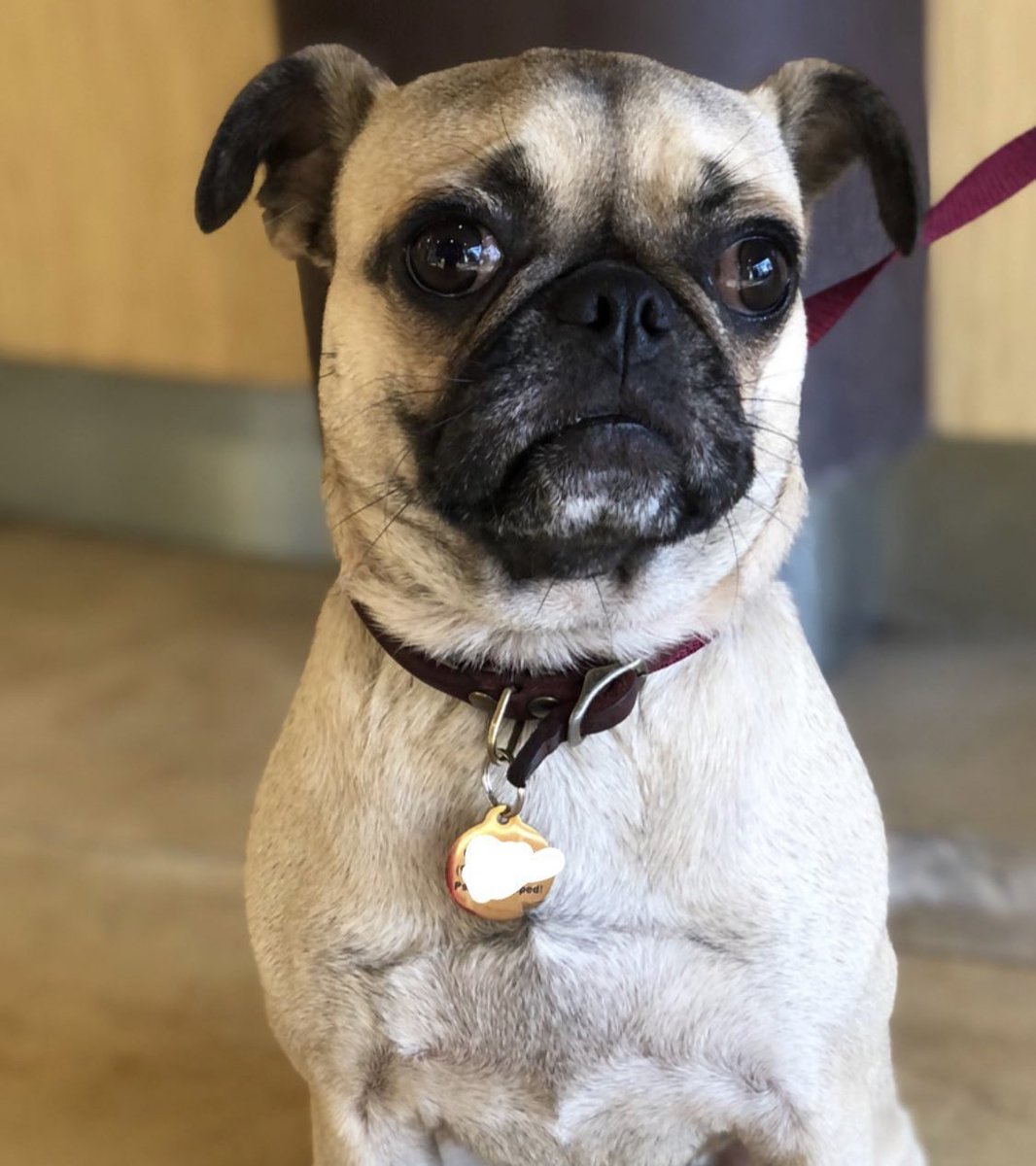APCCvet's tweet photo. @dionnewarwick I mean... it’s almost cheating, but here are some of the cuties that were here the past week or so. #PeaceAndPets #APCCvet https://t.co/Kegs6lAeFg