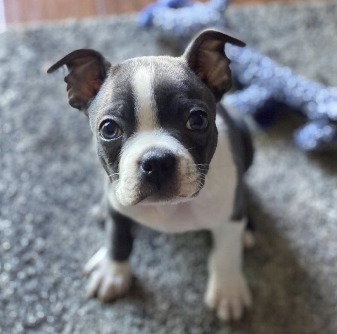 APCCvet's tweet photo. @dionnewarwick I mean... it’s almost cheating, but here are some of the cuties that were here the past week or so. #PeaceAndPets #APCCvet https://t.co/Kegs6lAeFg