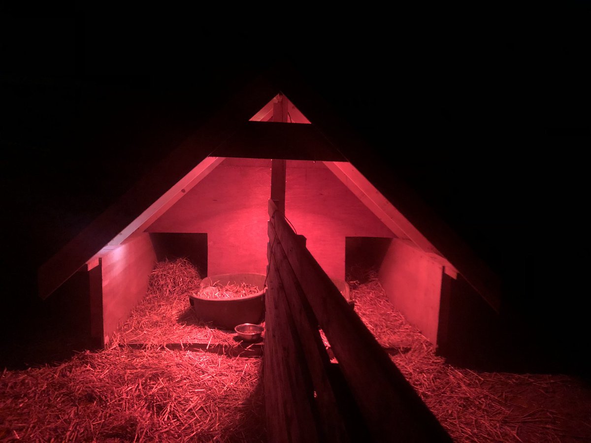 catlowry54's tweet photo. #lightscamera dogs? 🙈 #ifyoufeelcold so do they 💕 https://t.co/fUTu2WhPcf