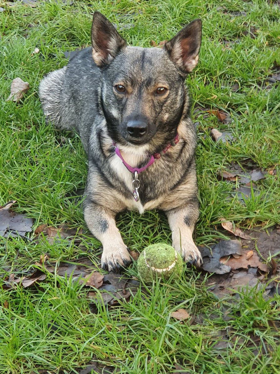 Ruanticx's tweet image. This is Oakley, a swedish vallhund.  She loves to play fetch #PeaceAndPets