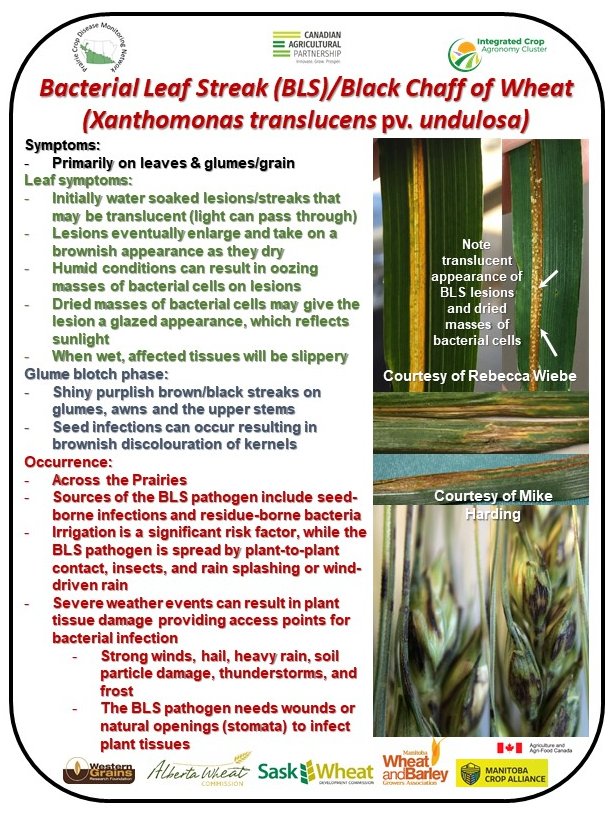 The PCDMN blog also has a variety of information related to disease identification and crop scouting for disease issues. This information can be found at:  https://prairiecropdisease.blogspot.com/p/scouting-tips-calendar.html. Here are some examples of the info available: