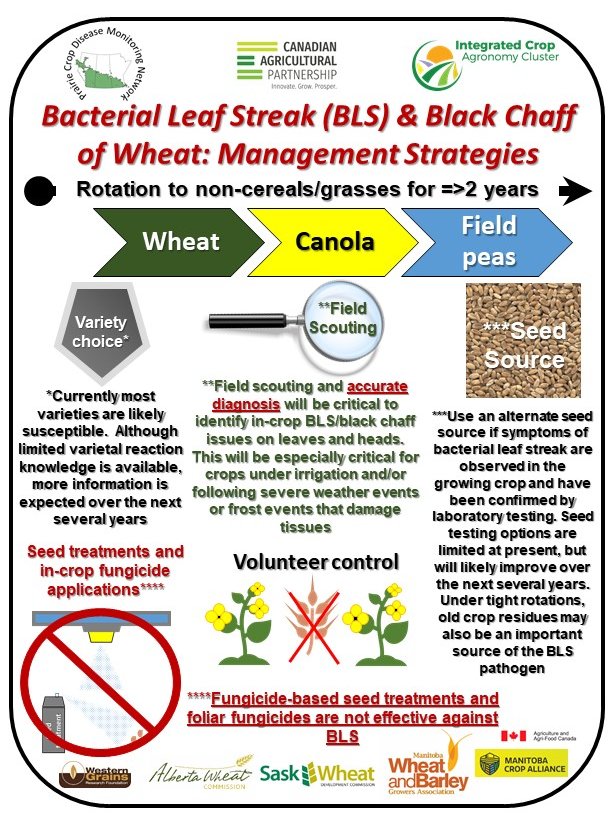 The PCDMN blog also has a variety of information related to disease identification and crop scouting for disease issues. This information can be found at:  https://prairiecropdisease.blogspot.com/p/scouting-tips-calendar.html. Here are some examples of the info available: