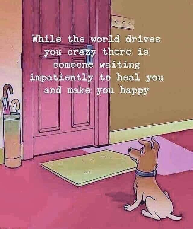 MediumCaroBee's tweet photo. Sometimes withdrawing by not saying anything is hard,  but it's better than engaging in all the back &amp; forth bullshit. #noonewins #thankgodfordogs #thankgodforcats #furfriends #bullshitfree #homesweethome #introvert #bullshitfreezone https://t.co/1OFYwTmaiD
