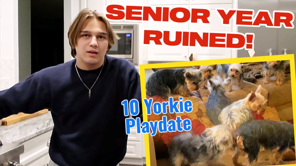 OurFamilyNest's tweet photo. MY SENIOR YEAR IS RUINED!  10 YORKIES on a PLAYDATE! https://t.co/hOLMTnwZyU https://t.co/c35x5DHz1R