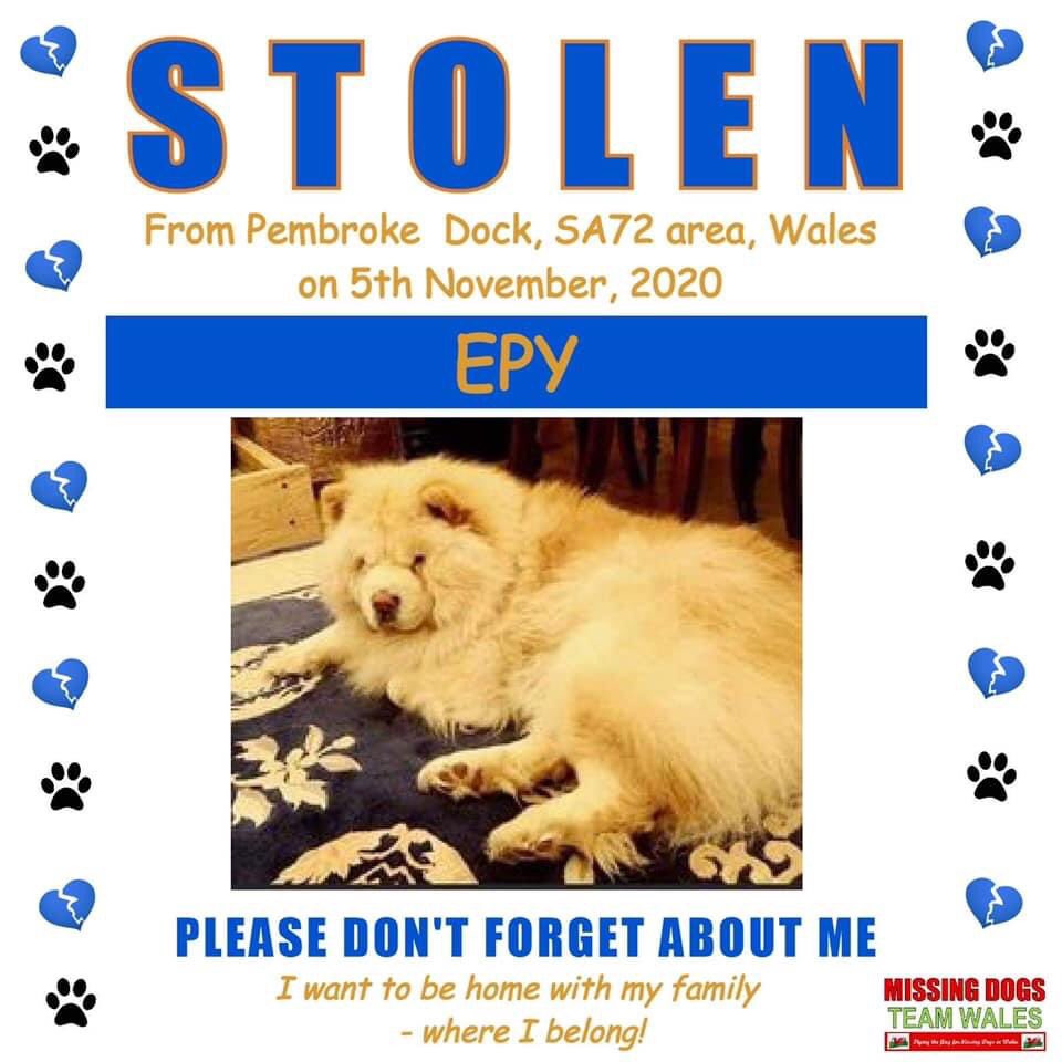 💙 EPY #MISSING 2 MONTHS  
WE NEED TO GET THIS BOY HOME WHERE HE BELONGS💙
Do you know any1 who has acquired a dog like Epy? 
🔺Chipped&amp;neutered 
Pls RT and 👀 out for him on your daily walks in all areas as he could be anywhere now. Any adds on selling sites please send to admin