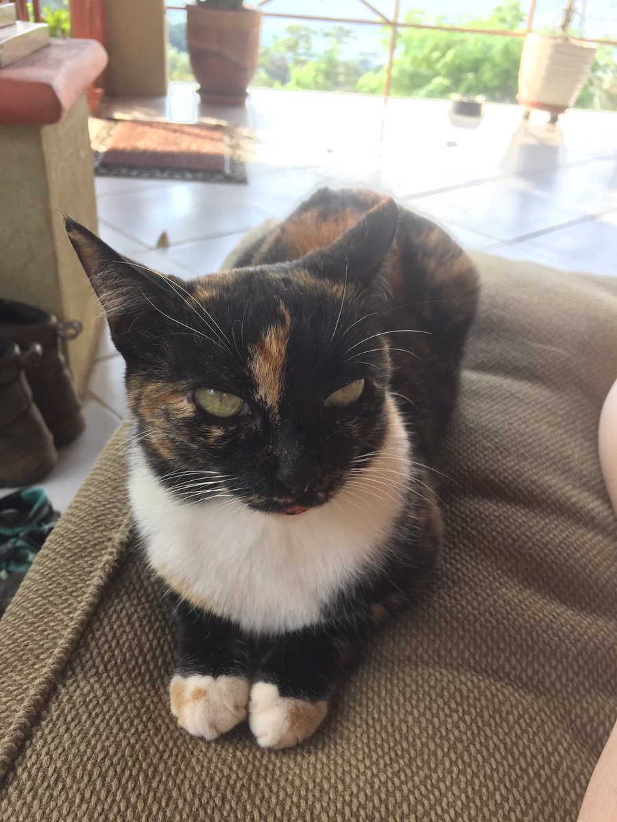 McHubl's tweet photo. Candy is sick of this BS. #CatsAgainstTrump https://t.co/vMiQfnlbvF