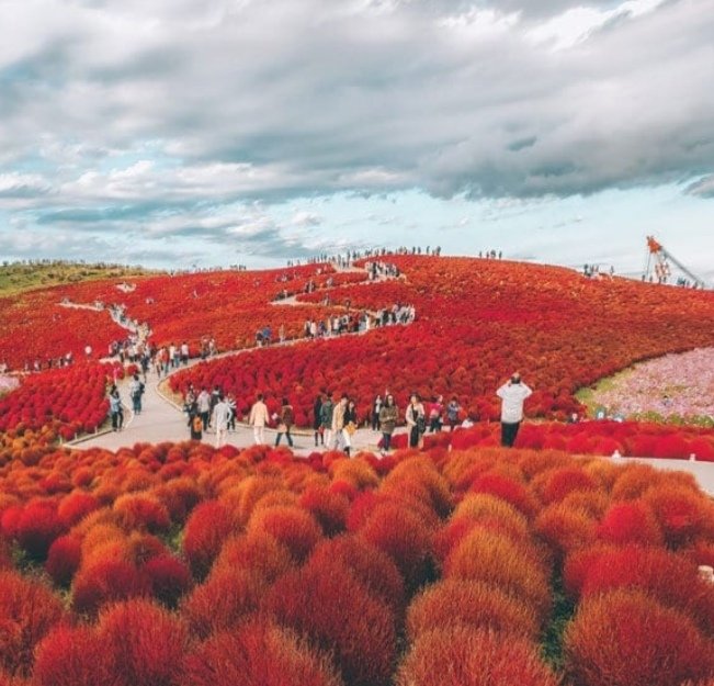 Yuena_m's tweet photo. Kochia Garden at the Hitachi Seaside Park ♥️
هيتاشي هي حديقة تشتهر بأزهار اسمها النيموفيلا لونها ازرق في الربيع 
وفي الخريف تظهر هذه الازهار الحمراء وذلك بفضل شجيرات الصراحة لا اعرف اسمها لكن اسمها كوتشيا باليابانية، لذلك هذا المكان ان اتيته بفصلين سيكون لديك ماستستمتع به https://t.co/FOXBQwaZLO