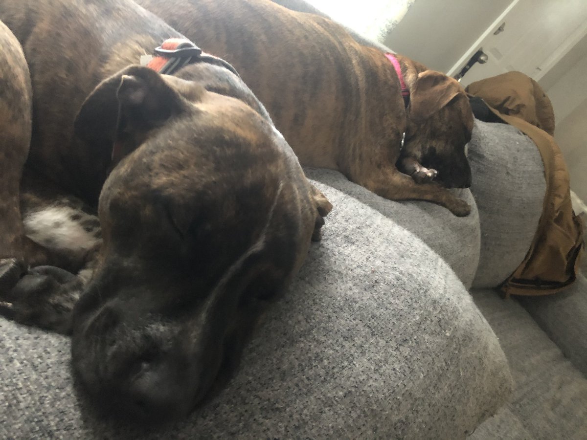 uneedinchicago's tweet photo. @dionnewarwick #PeaceAndPets bett and Winston after a walk in the snow https://t.co/rmj5tV8Rlx