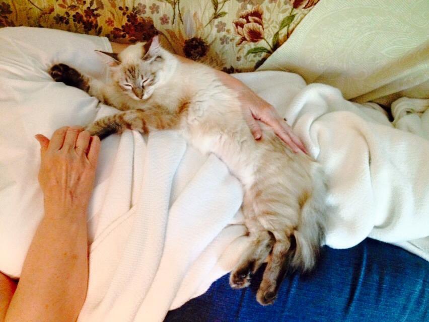 drlaugh4u's tweet photo. @dionnewarwick #PeaceAndPets  Lily was raised by squirrels in our back yard. Music 🎶 is a universal language of peace. https://t.co/Ry0ICiiFT6