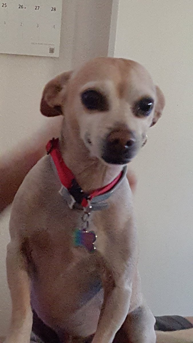 gjschiff's tweet photo. #PeaceAndPets This is our Ernie.  He's small but has a big heart. https://t.co/Aqp1DJFGCw