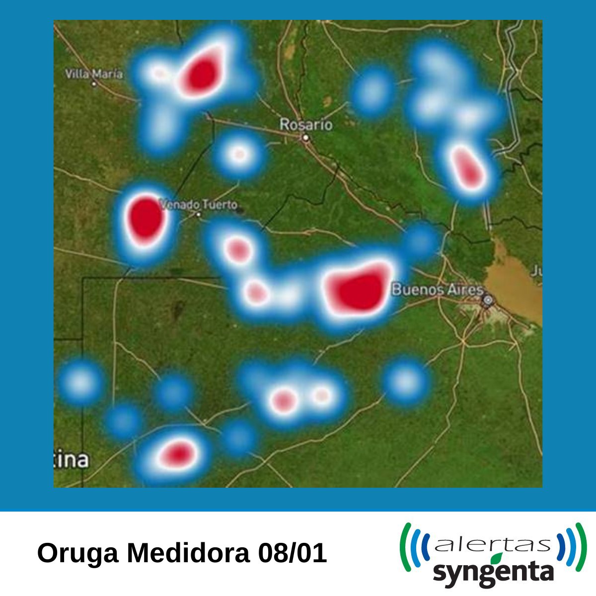 ⚠ #AlertaSyngenta ¡Se ven los primeros nacimientos de Oruga Medidora! Es el momento de frecuentar los lotes para un correcto diagnóstico. Desde Syngenta te acompañamos con la recomendación de #Ampligo 40-50cc/ha en caso de tener que realizar controles 👉 syngenta.com.ar/product/crop-p…