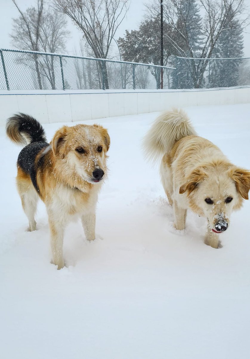 Little late but Prince show Asher his first Christmas !