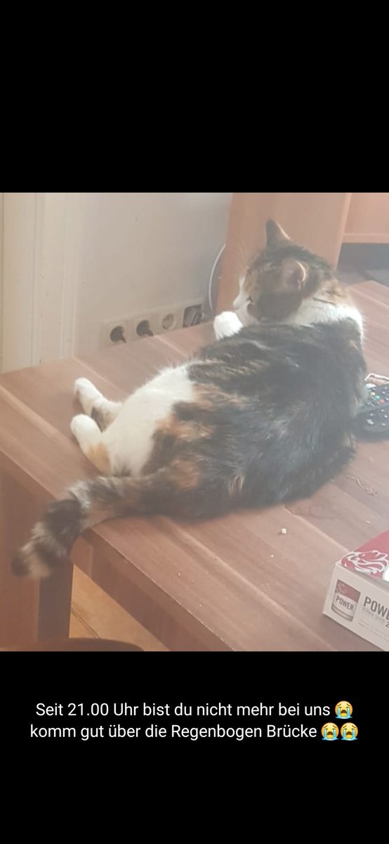 Zock-KingDavid_YT (@david26112) on Twitter photo 