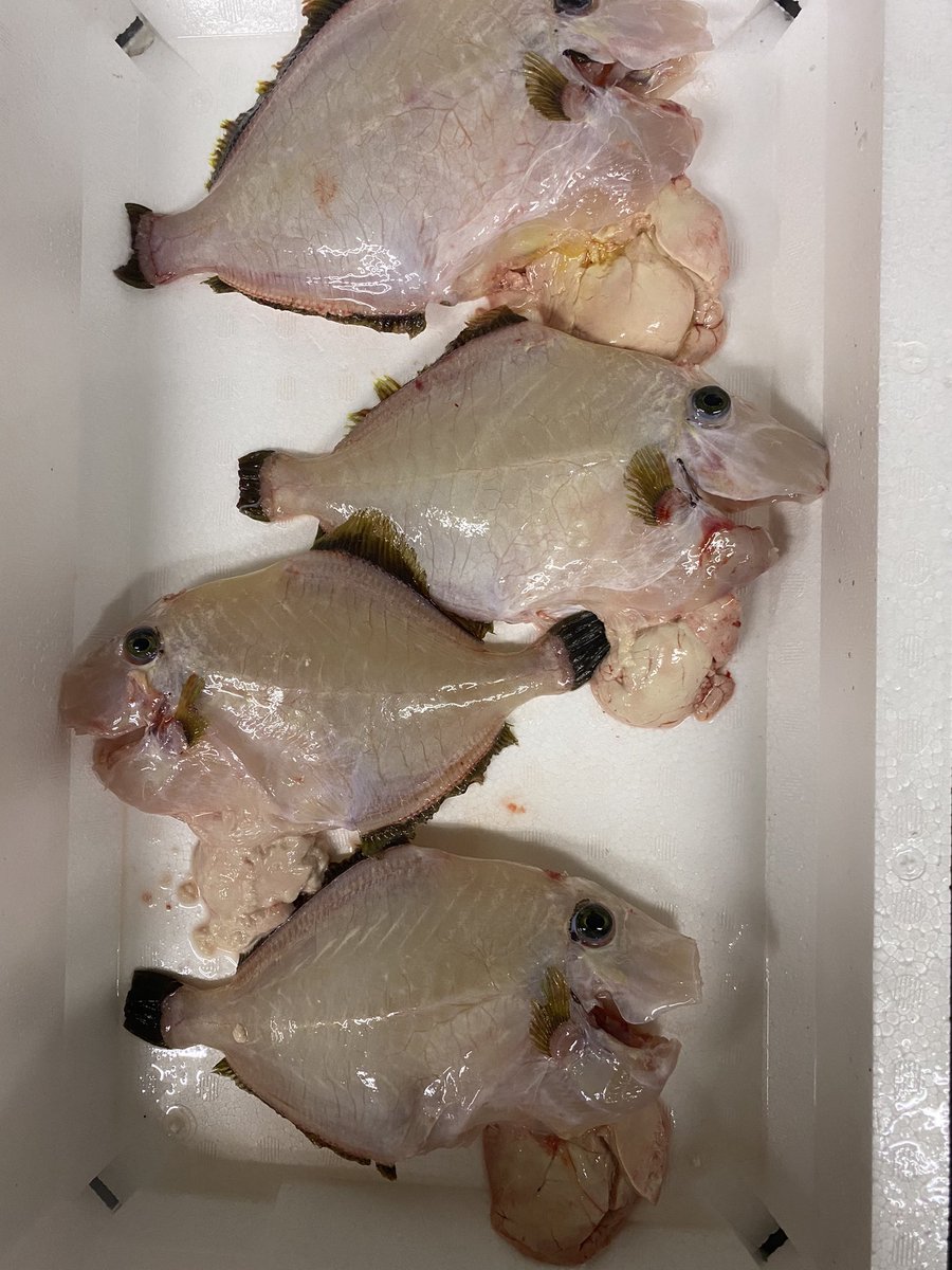 みんなの 刺身 おいしい 口コミ 評判 ページ目 食べたいランチ 夜ごはんがきっと見つかる ナウティスイーツ みんなの 刺身 おいしい 口コミ 評判 ページ目 食べたいランチ 夜ごはんがきっと見つかる ナウティスイーツ
