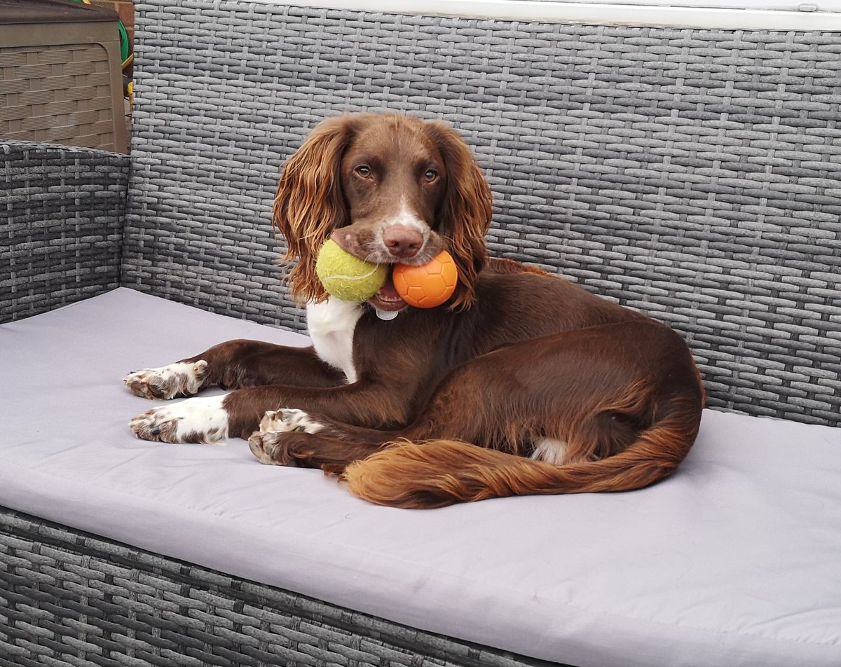 RalfCoin's tweet photo. @PAVGOD My boy Flynn 🐾 https://t.co/Ht4I9zuMSo
