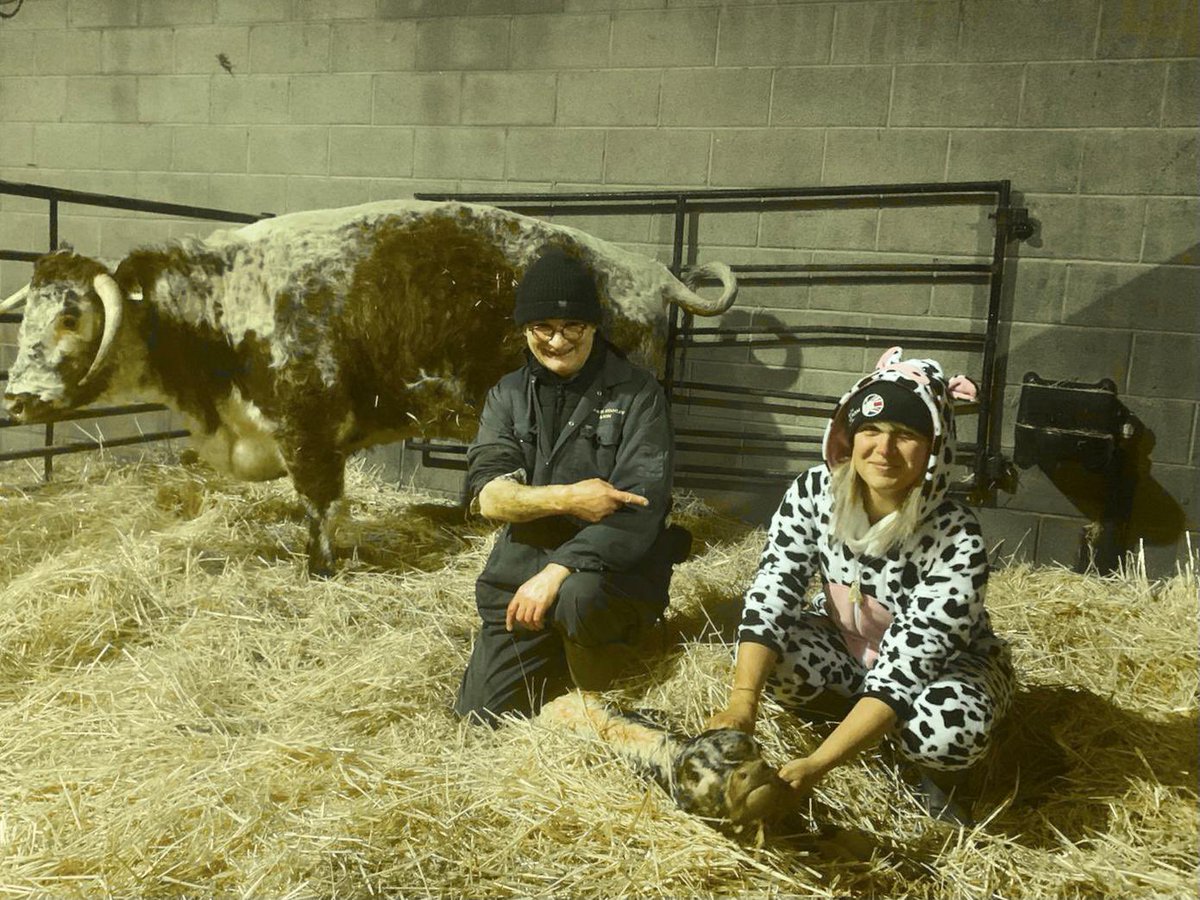 BlackbrookLong1's tweet photo. Another safe arrival after a breach delivery tonight with an extra pair of hands from the dairy cow lover. https://t.co/u3cqz7rqtD