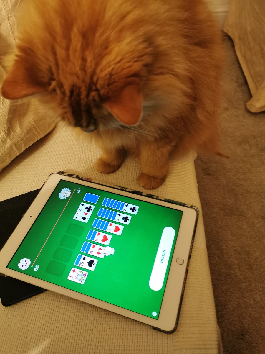 dinotrakm's tweet photo. The tedium of lockdown is even getting to the cat. He's trying to install solitaire on my iPad now. https://t.co/02NswHB2Ln