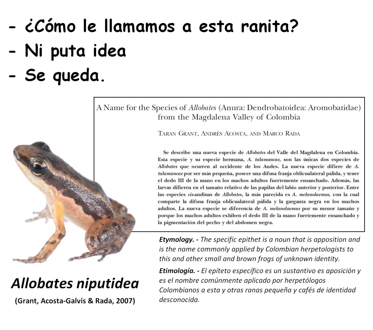 Alessandra on X: Me encanta que exista una rana que se llame Allobates  Niputidea. t.coAx9GYmz8X2  X