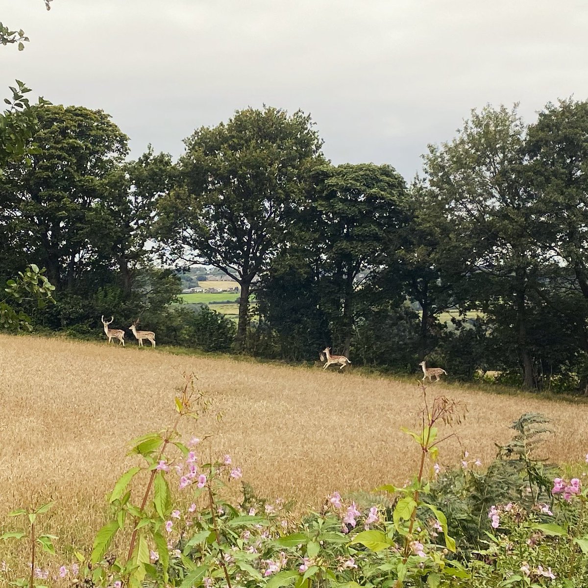 wswdotoday's tweet photo. Last year we stumbled across wild deer near Wigan. It was such a treat! This year we are attempting the 1000 Hours Outside challenge to increase our chances of wonderful experiences like this and stop turning into screen zombies! 🧟‍♀️🧟‍♂️ https://t.co/LByVsvVnyW