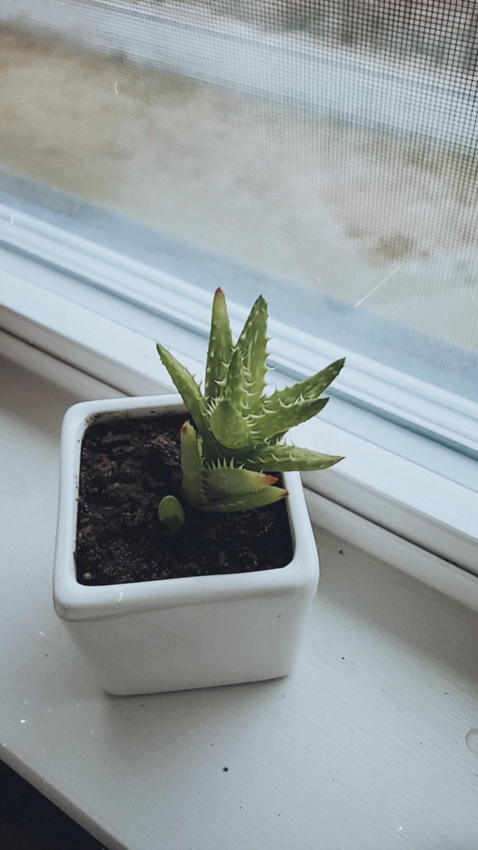 sadgirlfeet's tweet photo. Along with be a mom to tiny humans I'm also a plant mom 🌿 

#momlife #plantmom #plantsofinstagram #succulents #cactus
#happy https://t.co/Q6dRR44iyQ