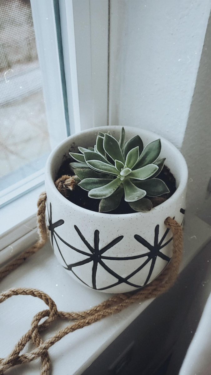 sadgirlfeet's tweet photo. Along with be a mom to tiny humans I'm also a plant mom 🌿 

#momlife #plantmom #plantsofinstagram #succulents #cactus
#happy https://t.co/Q6dRR44iyQ