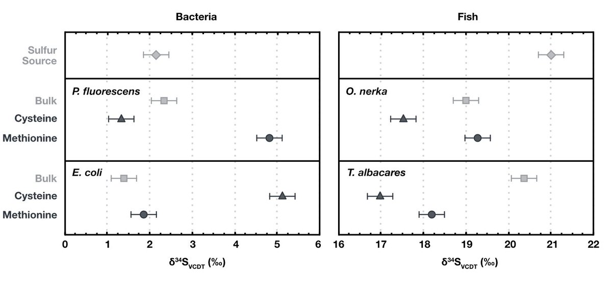 This really opened the window for analyzing cys and met from natural samples. Over more years of other methods development (with many late nights crying at the HPLC) I managed to measure the sulfur isotopes of four organisms: two fish species and two bacteria.