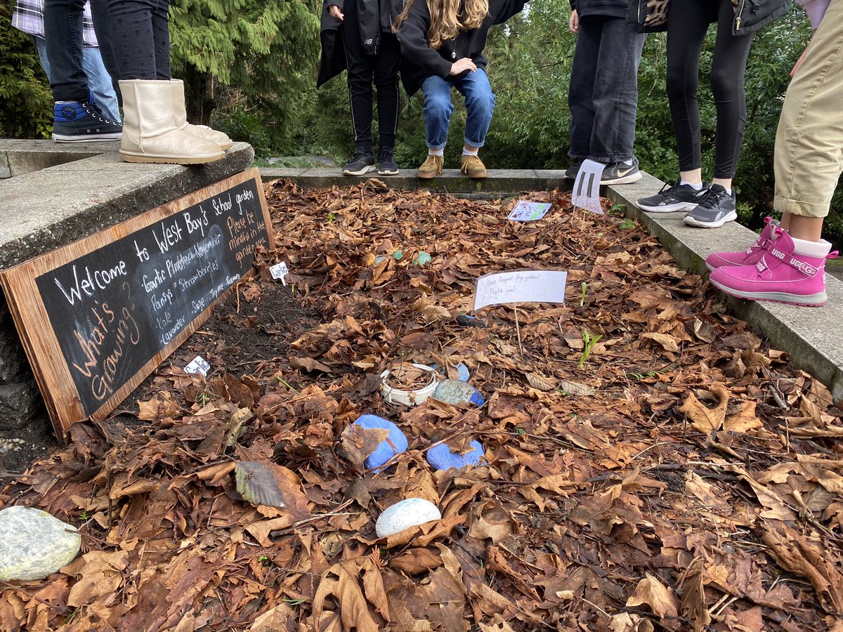 Finding our sprouts under the leaves, and trying to understand how they grow in the winter.

#Garlic #FavaBeans #GardenClassroom #OutdoorClassroom #patience #WinterCrop #CriticalThinking #responsibility @westbayschool