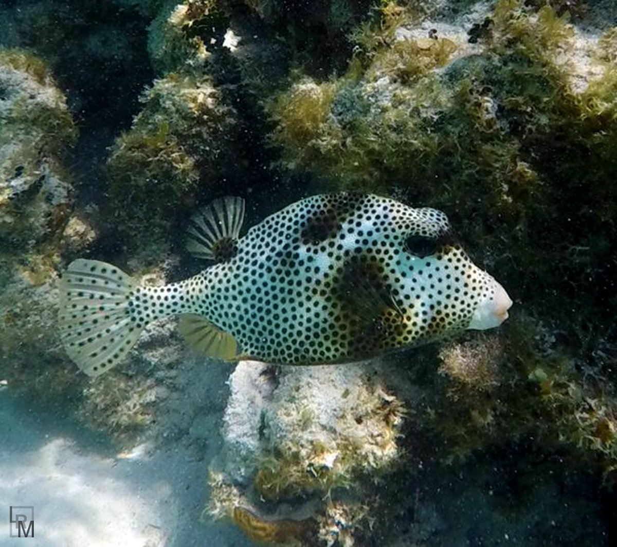 We took this photo snorkeling at Caye Caulker, Belize
Spotted trunkfish
Lactophrys bicaudalis