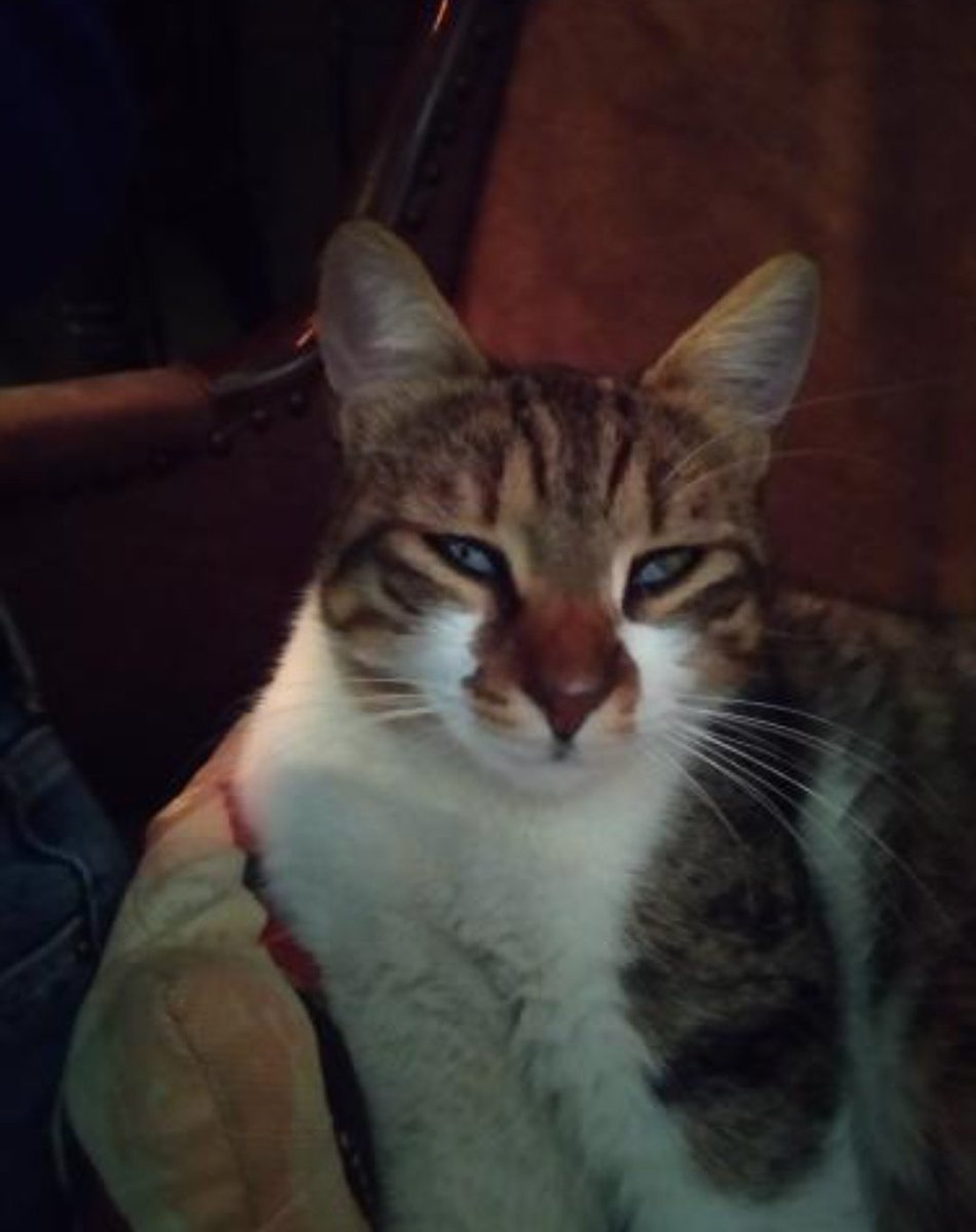 ACİL! AMELİYAT MASRAFI TOPLANMAZSA SOKAKTA KÖR KALACAK!
Dün akşam bir kedi ile karşılaştım. Refleksleri zayıftı, iyi göremiyordu,gözünde tabaka vardı,elimi sallamama rağmen gözleriyle takip edemeyince kör olmasından işkillendim.Sokakta araba çarpar diye endişelenip kliniğe aldım+