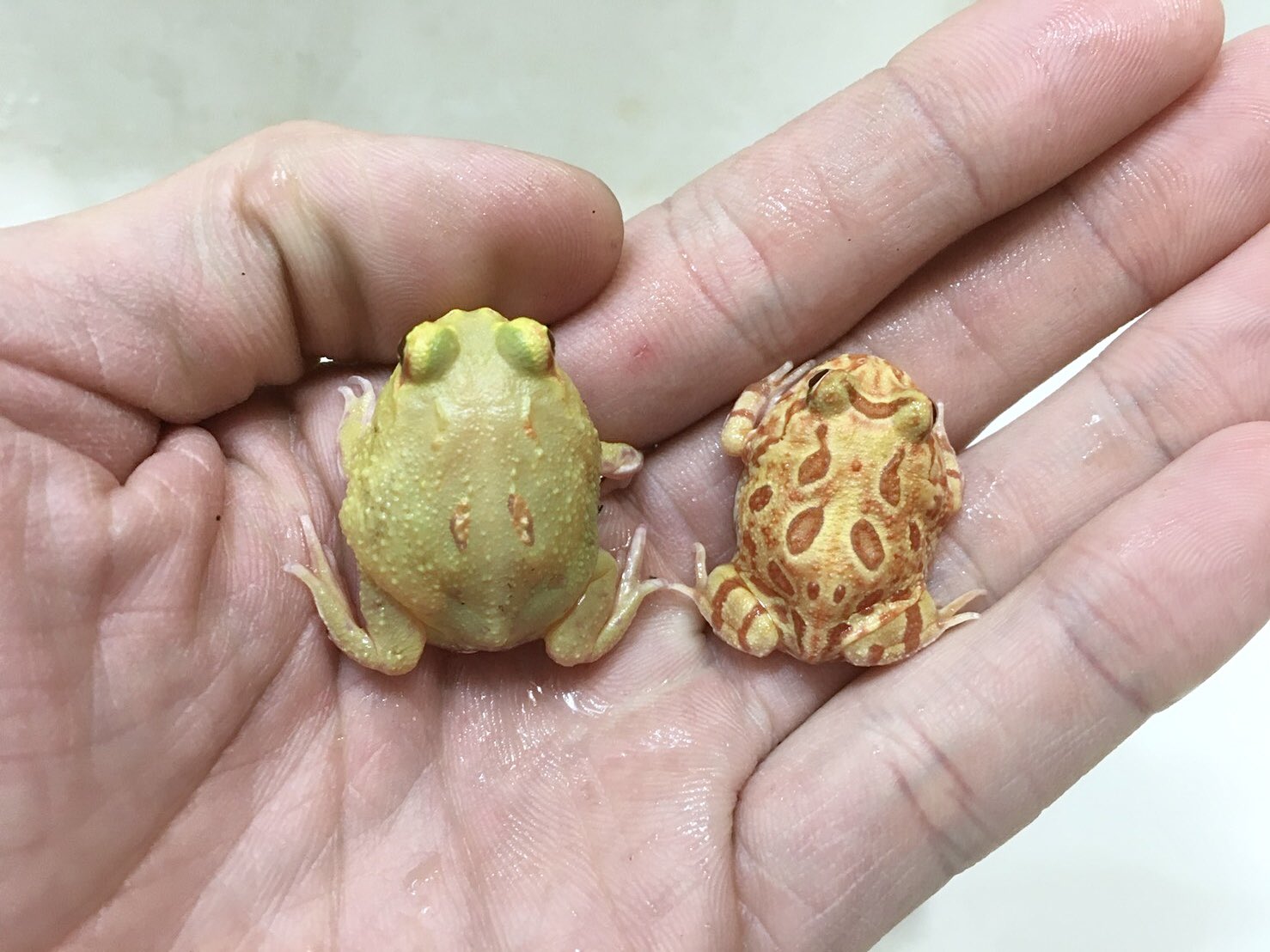 タカヒロ おはツノガエル ウチにいるミニサイズ2匹です クランウェルツノガエル アルビノパターンレス アプリコット アルビノ T Co Scbt2mdtqn Twitter
