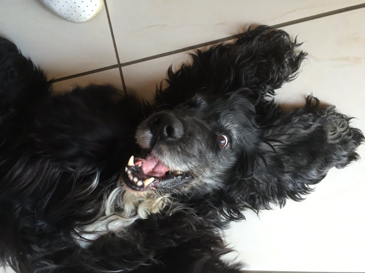 freesoul251's tweet photo. Un cagnoloneeeee 😍😍😍🥰🦴🦴🦴 #FreedomItalia1 #Freedom #RobertoGiacobbo aka Jakobs #maciao https://t.co/pYo5kO6Vl1